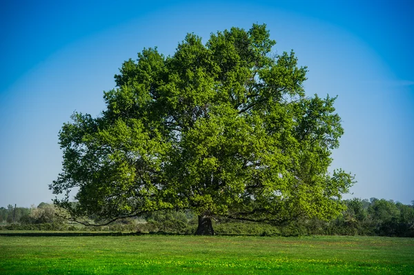 Verano Paisaje-hermoso árbol solitario — Foto de Stock