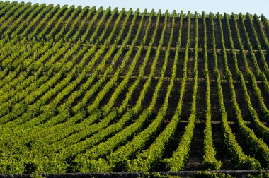 Vineyard Sunrise-Vineyards of Saint Emilion, Bordeaux Vineyards clipart