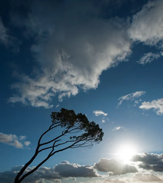 Wind swept tree on South west of France — Stock Photo, Image