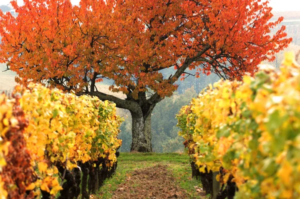 Kolorowe pola Winnica — Zdjęcie stockowe