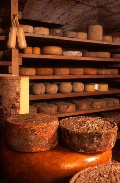 Cheeses in producer's cave — Stock Photo, Image