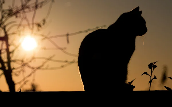 Gato negro al aire libre y puesta de sol —  Fotos de Stock