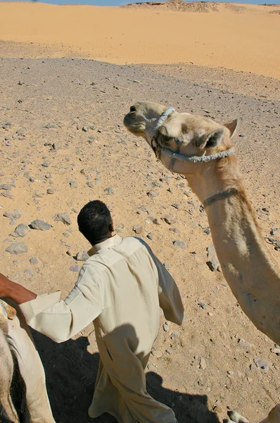 Egipcio - Conductor de camello-Asuán — Foto de Stock