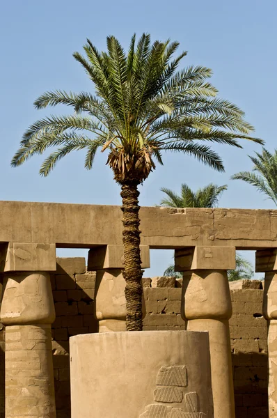 Egito Palma no Templo de Karnak — Fotografia de Stock