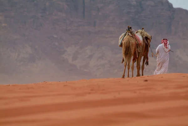 Kameler i wadi rum, Jordanien — Stockfoto