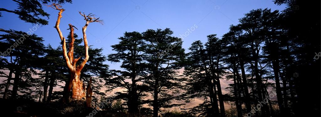 Cedar of Lebanon — Stock Image Cedar of Lebanon Stock Image