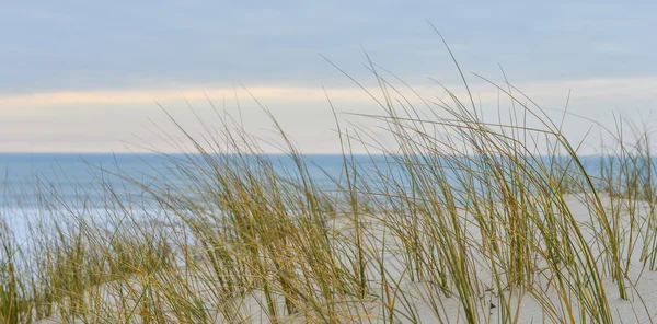 Erba che cresce in dune a Biscarosse Mare vicino Oceano, Francia, Eur — Foto Stock