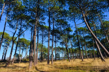Deniz çam-Landes, Fransa, Europe