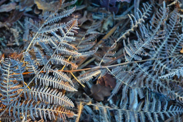 Geada de folha de samambaia de manhã cedo em uma floresta — Fotografia de Stock