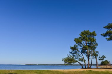 Bir göl kenarında Landes çam