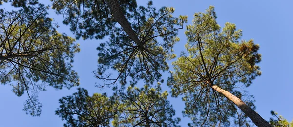 Maritime pines — Stock Photo, Image