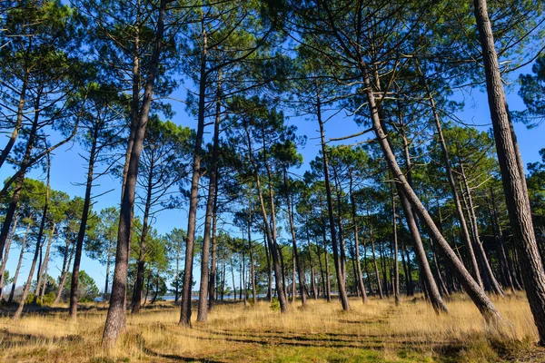 Pinos marítimos — Foto de Stock