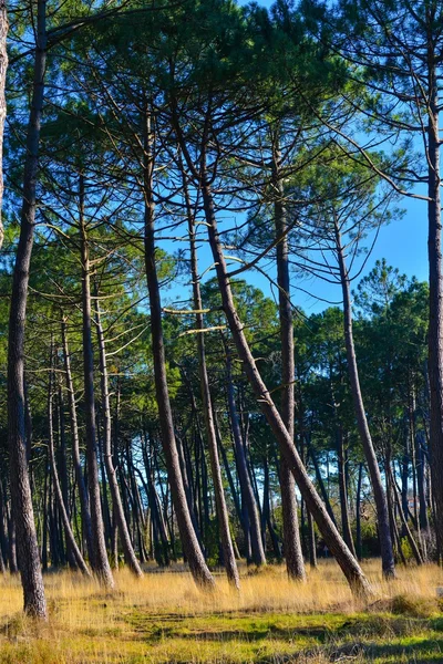 Pinos marítimos — Foto de Stock