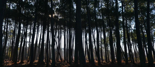 Pinos marítimos — Foto de Stock