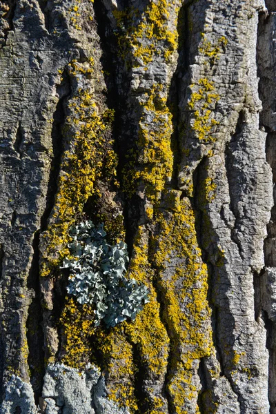 Casca e musgo de uma árvore — Fotografia de Stock