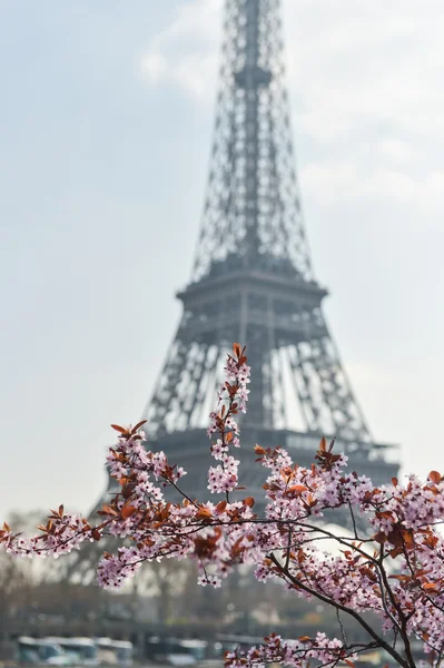 Paris di Musim Semi — Stok Foto