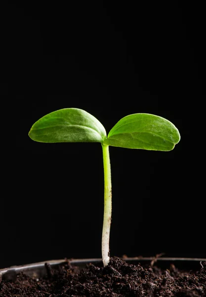 Plantor, närbild — Stockfoto