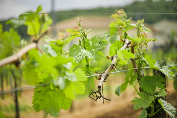 Vine Leaf in spring-Vineyard south west of France, Bordeaux Vine