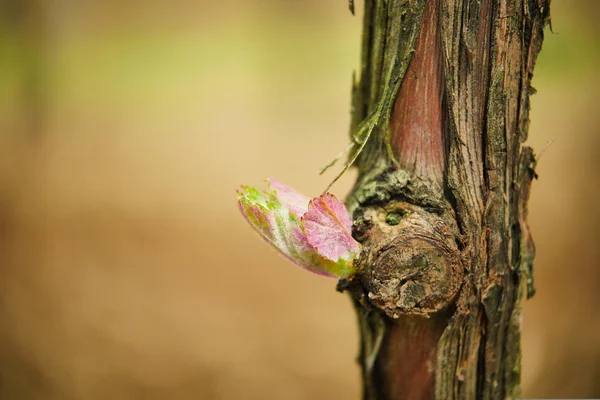 Wijnstok blad in lente-wijngaard, Bordeaux wijngaard — Stockfoto