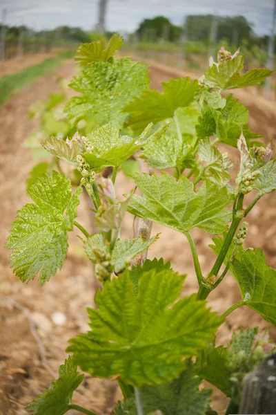 Vine Leaf in spring-Vineyard, Bordeaux Vineyard — Stock Photo, Image