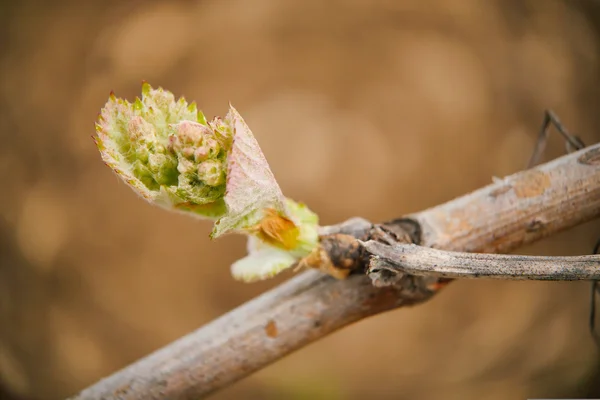 Wijnstok blad in lente-wijngaard, Bordeaux wijngaard — Stockfoto