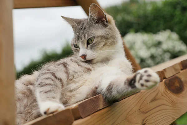 在户外的猫的肖像 — 图库照片