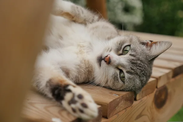 在户外的猫的肖像 — 图库照片