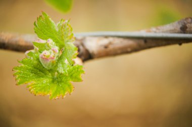 Bahar-bağ, Bordeaux üzüm asma yaprağı