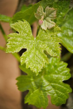Bahar-bağ, Bordeaux üzüm asma yaprağı