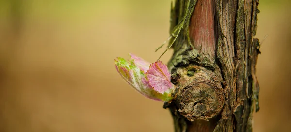 Wijnstok blad in lente-wijngaard, Bordeaux wijngaard — Stockfoto