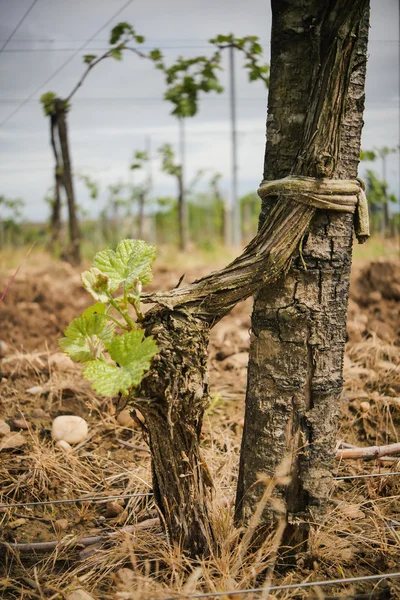 Hoja de vid en primavera-Viñedo, Viñedo de Burdeos — Foto de Stock