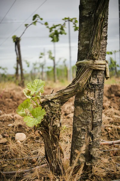 Hoja de vid en primavera-Viñedo, Viñedo de Burdeos — Foto de Stock