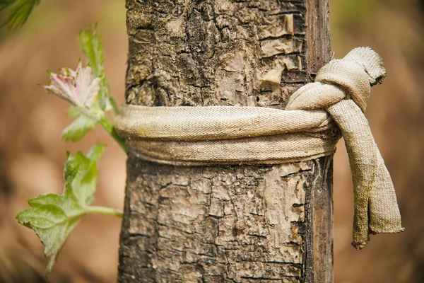 Wijnstok blad in lente-wijngaard, Bordeaux wijngaard — Stockfoto