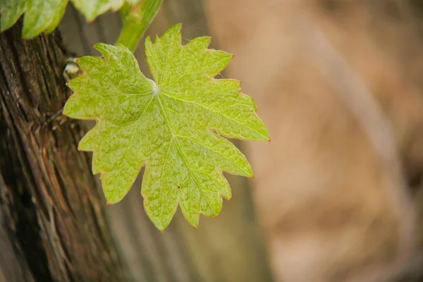 Vine blad i våren-vingård, Bordeaux vingård — Stockfoto