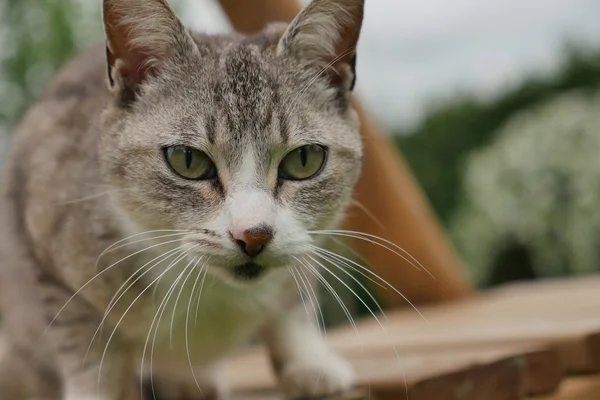 Porträtt av katt utomhus — Stockfoto