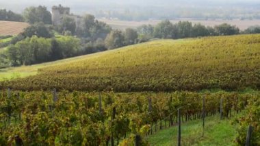 Üzüm hasat makinesi üzüm bağları içinde birleştirmek