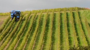 Üzüm hasat makinesi üzüm bağları içinde birleştirmek