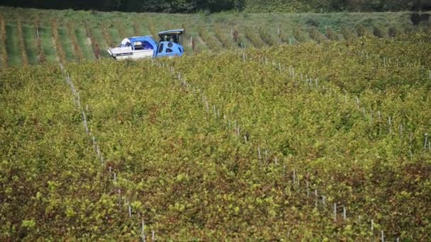 Druif combineren harvester machine in wijngaarden — Stockvideo