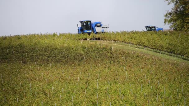 Grape combine harvester machine in vineyards — Stock Video