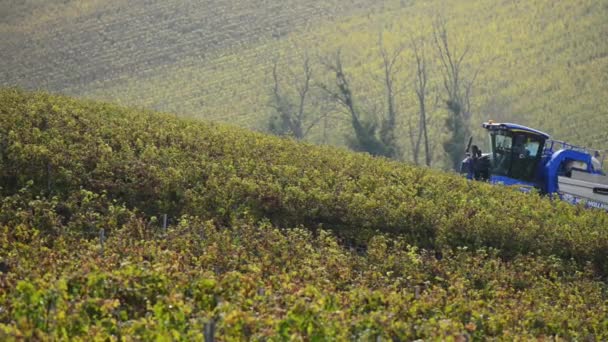 Máquina cosechadora de uva en viñedos — Vídeo de stock