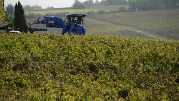 Máquina cosechadora de uva en viñedos — Vídeo de stock