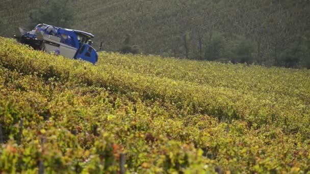 Máquina cosechadora de uva en viñedos — Vídeo de stock