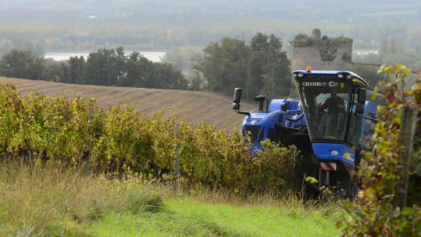 Grape kombinera skördare maskin i vingårdar — Stockvideo