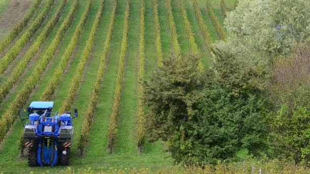 Máquina cosechadora de uva en viñedos — Vídeos de Stock