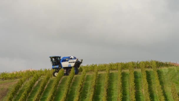Uva combinar máquina colheitadeira em vinhas — Vídeo de Stock