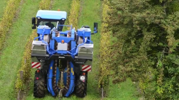 Uva combinar máquina colheitadeira em vinhas — Vídeo de Stock