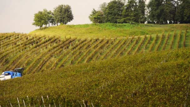 Máquina cosechadora de uva en viñedos — Vídeo de stock