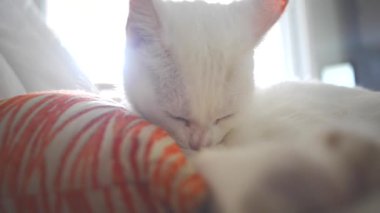 Beyaz kedi kanepede kapalı yalama