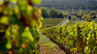 Manzara, Bordeaux üzüm bağıyla sonbahar