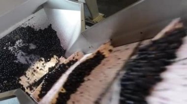 Şarap yapımı ayakla basma üzüm Hasattan sonraki